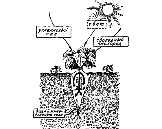 Путешествие в страну нектара - i_009.png