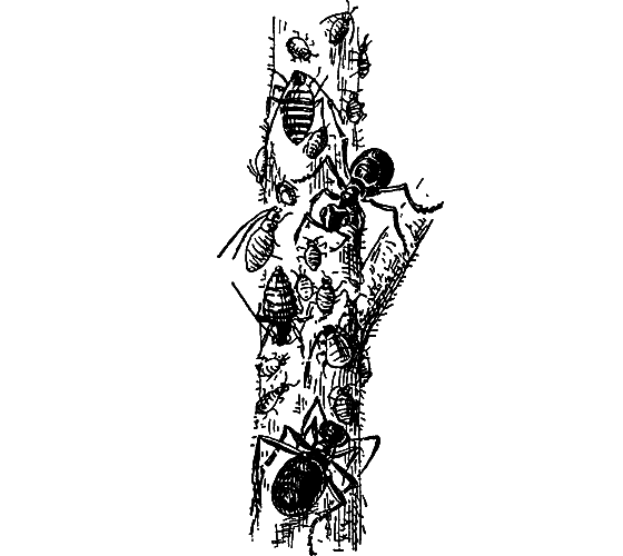 Путешествие в страну нектара - i_017.png