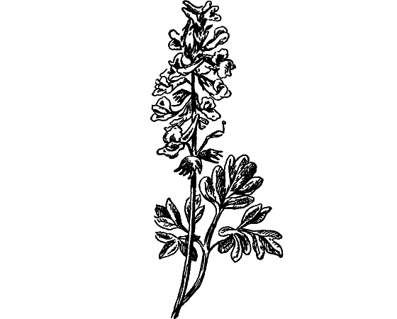 Путешествие в страну нектара - i_025.png