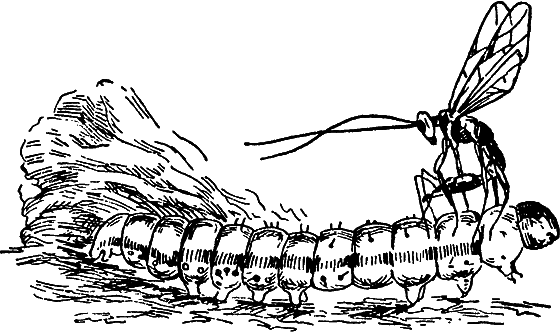 Путешествие в страну нектара - i_089.png