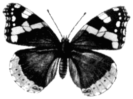 Шляпа из рыбьей чешуи (с иллюстрациями) - i_14.png