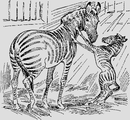 Мои питомцы и другие звери - img45.png