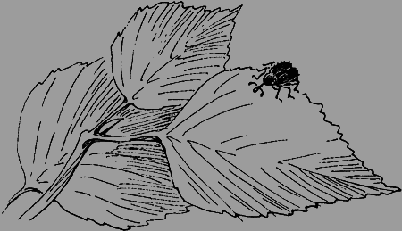 Мои питомцы и другие звери - img53.png