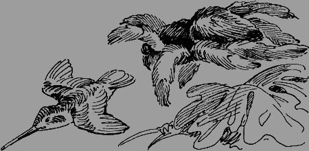 Мои питомцы и другие звери - img73.png