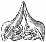 Рыбы России. Том второй - _26.jpg