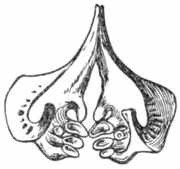 Рыбы России. Том второй - _6.jpg