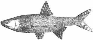 Рыбы России. Том второй - _100.jpg