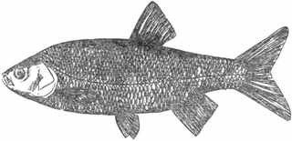 Рыбы России. Том второй - _72.jpg