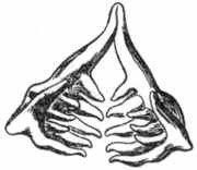 Рыбы России. Том второй - _73.jpg