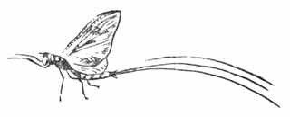 Рыбы России. Том второй - _80.jpg