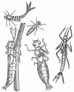 Рыбы России. Том второй - _81.jpg