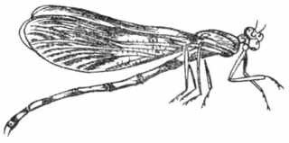 Рыбы России. Том второй - _82.jpg
