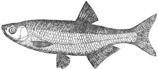 Рыбы России. Том второй - _88.jpg