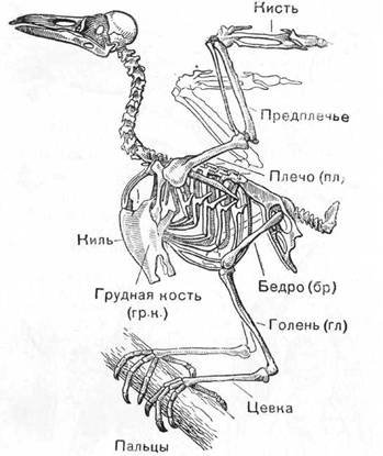 Знай и умей. Самодельные коллекции по ботанике и зоологии - i_012.jpg