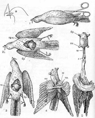 Знай и умей. Самодельные коллекции по ботанике и зоологии - i_013.jpg