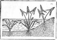 Знай и умей. Самодельные коллекции по ботанике и зоологии - i_030.jpg