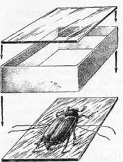 Знай и умей. Самодельные коллекции по ботанике и зоологии - i_042.jpg