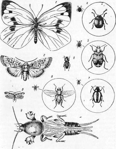 Знай и умей. Самодельные коллекции по ботанике и зоологии - i_043.jpg