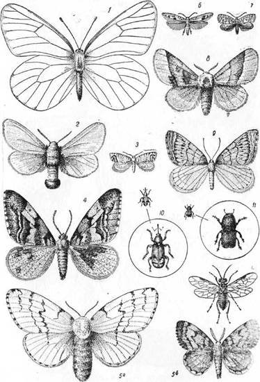 Знай и умей. Самодельные коллекции по ботанике и зоологии - i_044.jpg