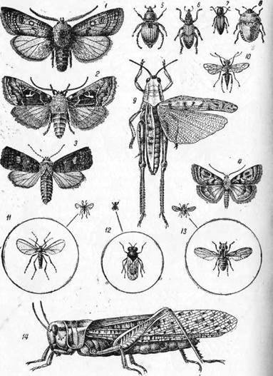 Знай и умей. Самодельные коллекции по ботанике и зоологии - i_045.jpg