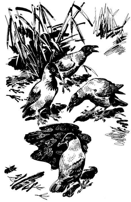 Лесные тайнички (сборник) (с илл.) - i_004.png