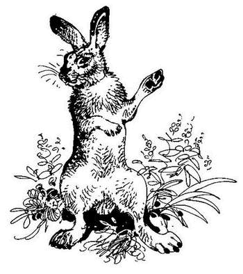 Лесные тайнички (сборник) (с илл.) - i_027.png