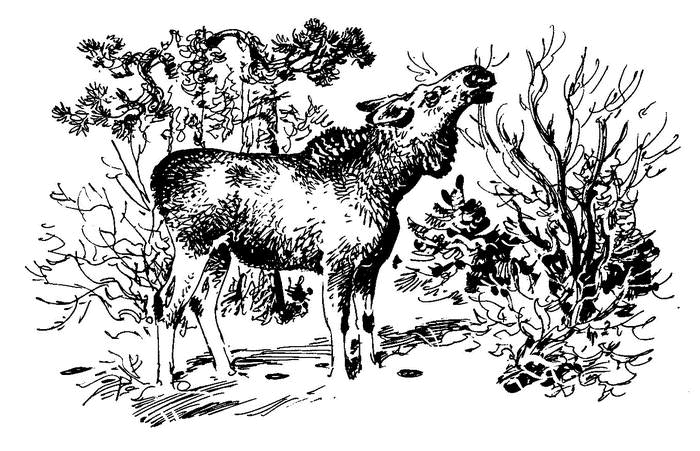 Лесные тайнички (сборник) (с илл.) - i_028.png
