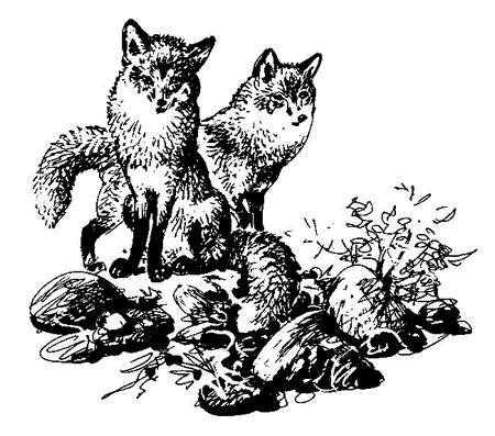 Лесные тайнички (сборник) (с илл.) - i_034.png