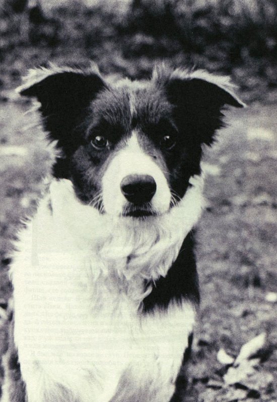 Год собаки - i_002.jpg