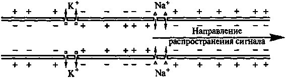Новый ум короля: О компьютерах, мышлении и законах физики - i_223.png