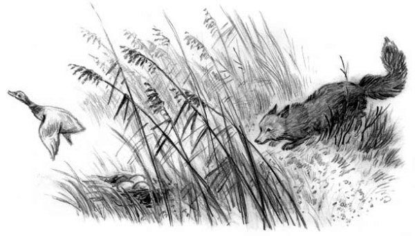 Рассказы и сказки(сборник) - i_029.jpg