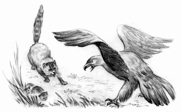 Рассказы и сказки(сборник) - i_048.jpg