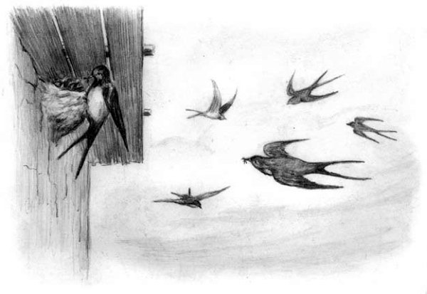 Рассказы и сказки(сборник) - i_051.jpg