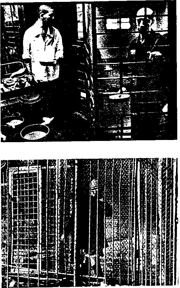 Краткая Воровская ЭНциклопедия - image10.png