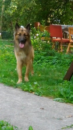 Книга Любовница оборотня (СИ)