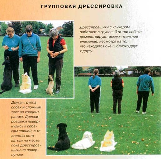 Дрессировка собак с помощью кликера - pic_38.jpg