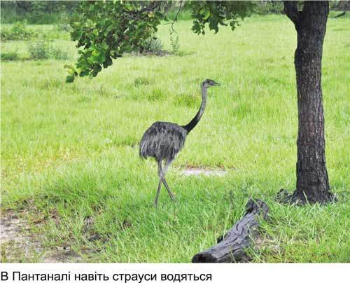 Любов і піраньї - _02.jpg