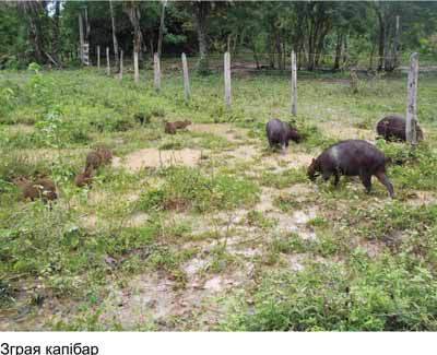 Любов і піраньї - _04.jpg