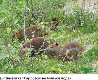 Любов і піраньї - _05.jpg