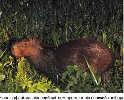 Любов і піраньї - _10.jpg