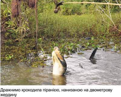 Любов і піраньї - _18.jpg