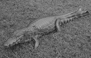 Любов і піраньї - pic_3.jpg