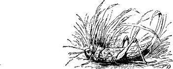 Сказки, рассказанные детям. Новые сказки - i_086.jpg