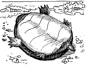 Таємничий острів - i_048.png