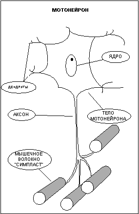 Думай! Или 'Супертренинг' без заблуждений - any2fbimgloader1.png