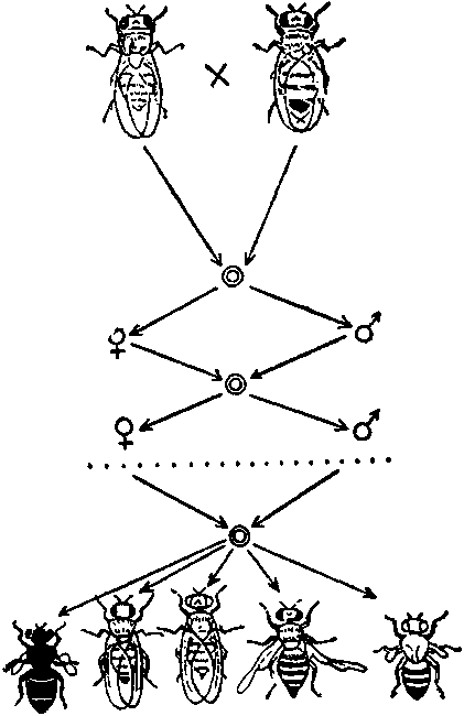 Дарвинизм в XX веке - i_013.png