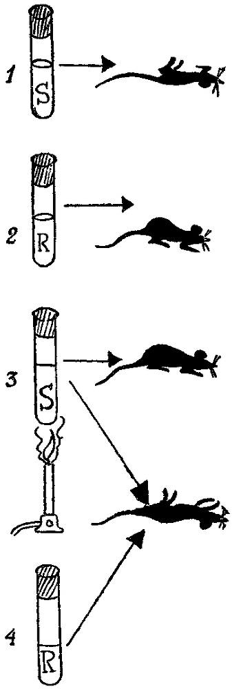 Дарвинизм в XX веке - i_018.png