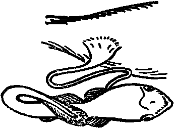 Дарвинизм в XX веке - i_023.png