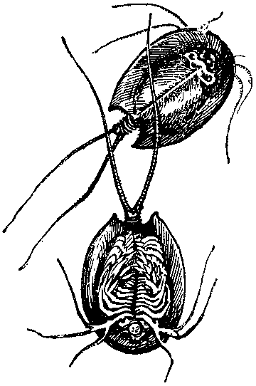 Дарвинизм в XX веке - i_024.png