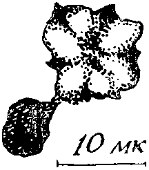 Дарвинизм в XX веке - i_027.png